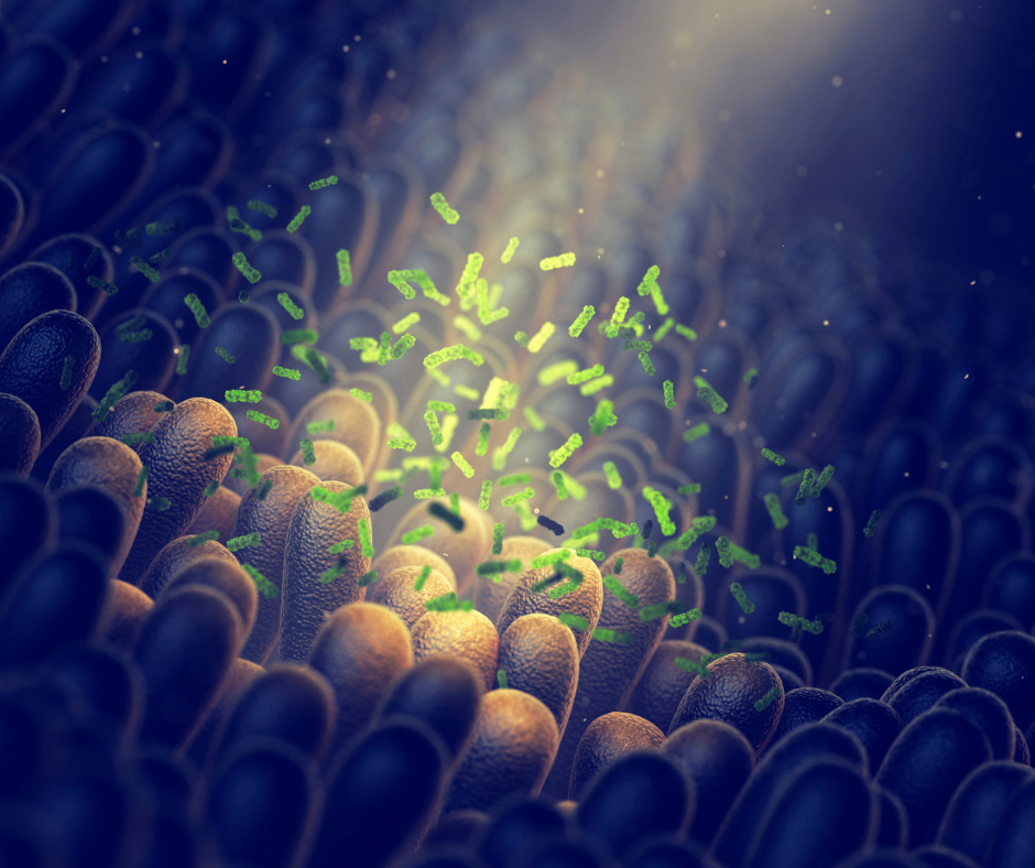 intestino