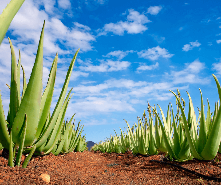 MAGICA-ALOE-1